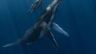 Yılın Sualtı Fotoğrafçısı Ödülü sahibini buldu