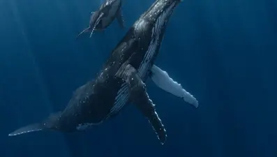 Yılın Sualtı Fotoğrafçısı Ödülü sahibini buldu