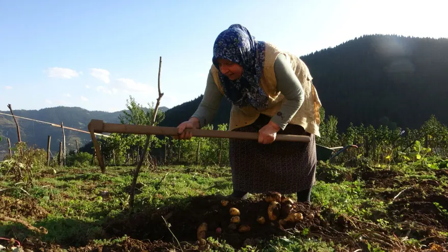 Nisan ve mayıs aylarında ekilmişti: Bu yıl az verim aldılar 5 Nisan ve mayıs aylarında ekilmişti: Bu yıl az verim aldılar 5