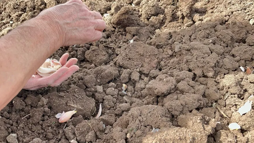 77 yaşında gençlere taş çıkartıyor: Taşköprü sarımsağıyla geçimini sağlıyor 4
