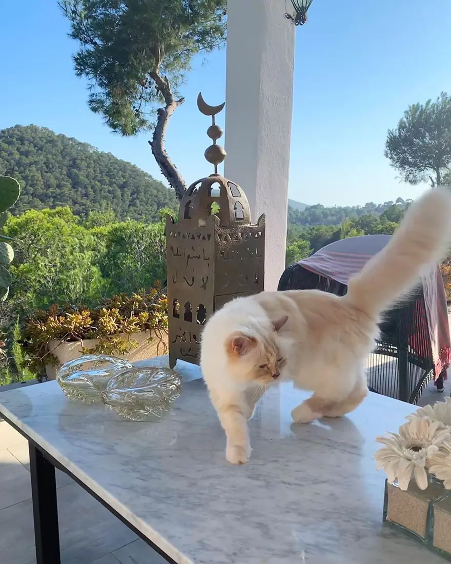 Karl Lagerfeld'in kedisi Choupette mirasın tadını Paris'te çıkarıyor 13 Karl Lagerfeld'in kedisi Choupette mirasın tadını Paris'te çıkarıyor 13