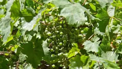 Koruk nedir? Koruk suyu nasıl yapılır?