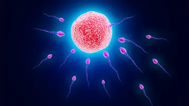 Sperm hareketliliği temmuz ve ağustosta artıyor