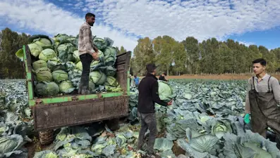 Erciş’te lahana hasadı