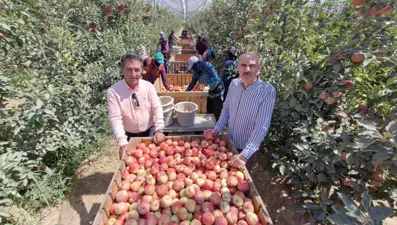 Karaman'da zirai don etkisi: Elma hasadı buruk başladı