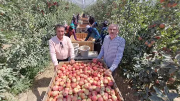 Karaman'da zirai don etkisi: Elma hasadı buruk başladı