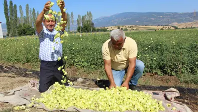Tescilli "sarı altın"a Afrika'dan rakip: Renk ve lezzet farkı var