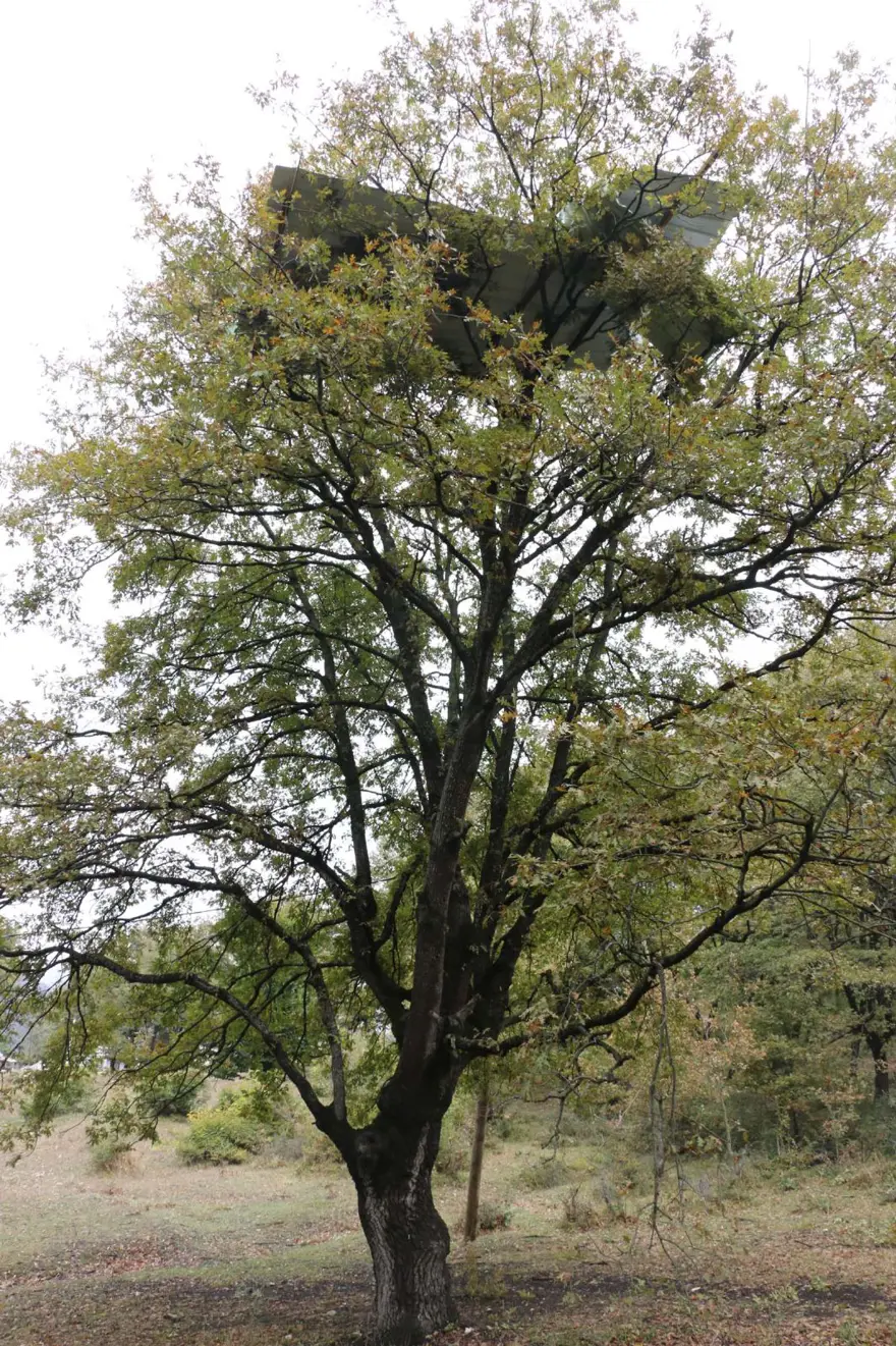 Bolu'da hortum: Ağaçlar devrildi, çatılar uçtu 