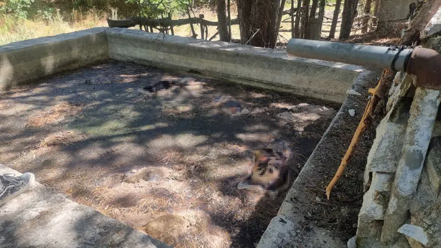 Kütahya’da 13 köpek sulama havuzunda ölü bulundu Kütahya’da 13 köpek sulama havuzunda ölü bulundu