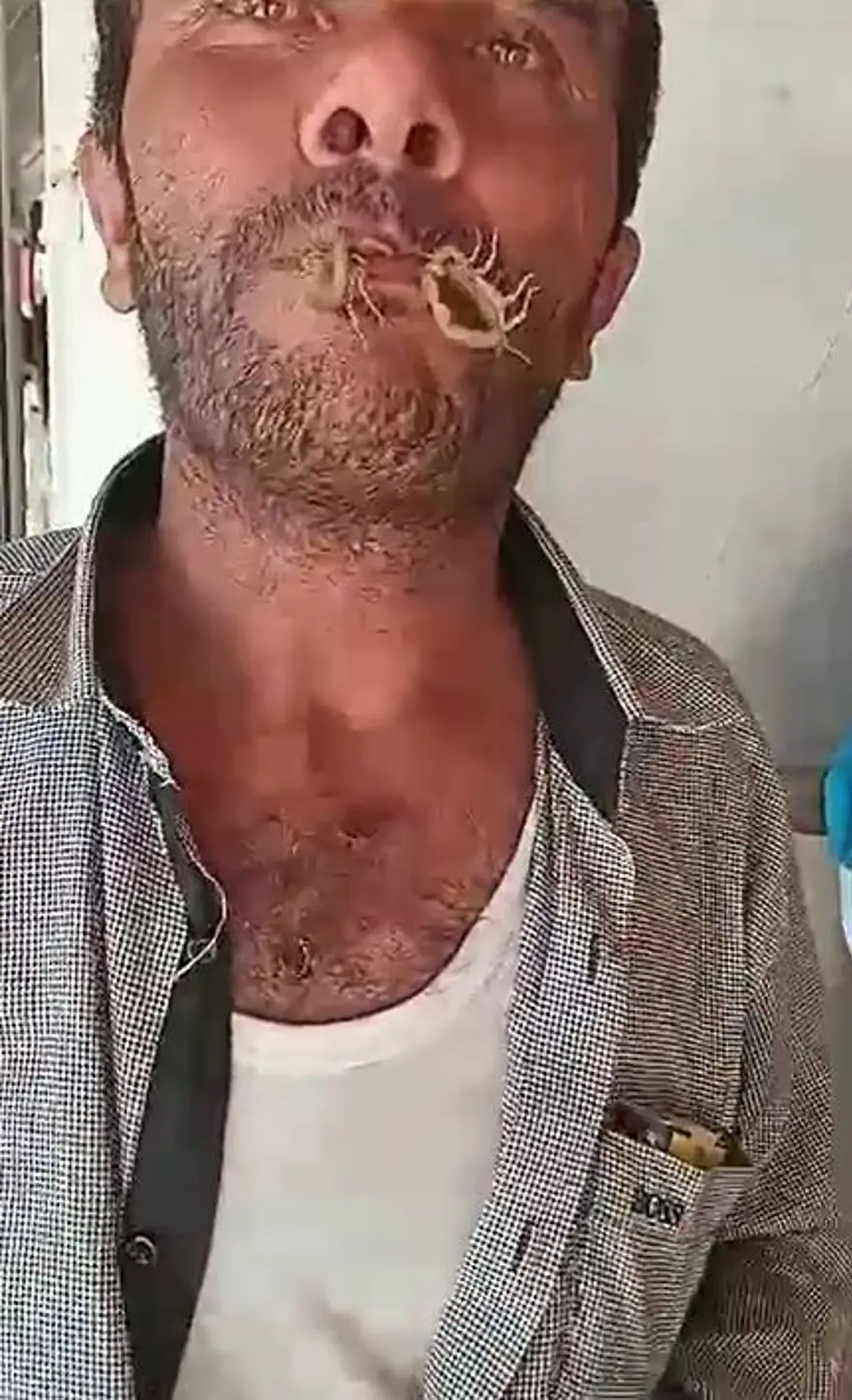 İki akrebi ağzına alıp kendini sokturdu 3