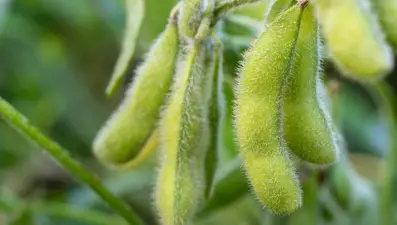 Meme kanseri vakaları artıyor: 6 besini tüketmek riski azaltabilir