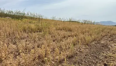 Siirt'te yılın ilk mercimek hasadı yapıldı