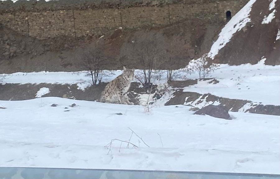 Kırmızı listede yer alıyor: Ormanın hayaleti vaşak Elazığ'da görüldü