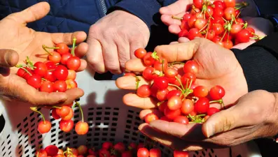 İlk hasadı yapıldı: Kilosu 3 bin 500'den alıcı buldu