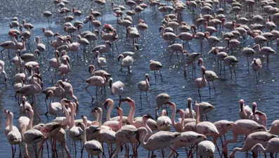 Afrika sahillerinde bir flamingo cenneti: Walvis Bay Lagünü