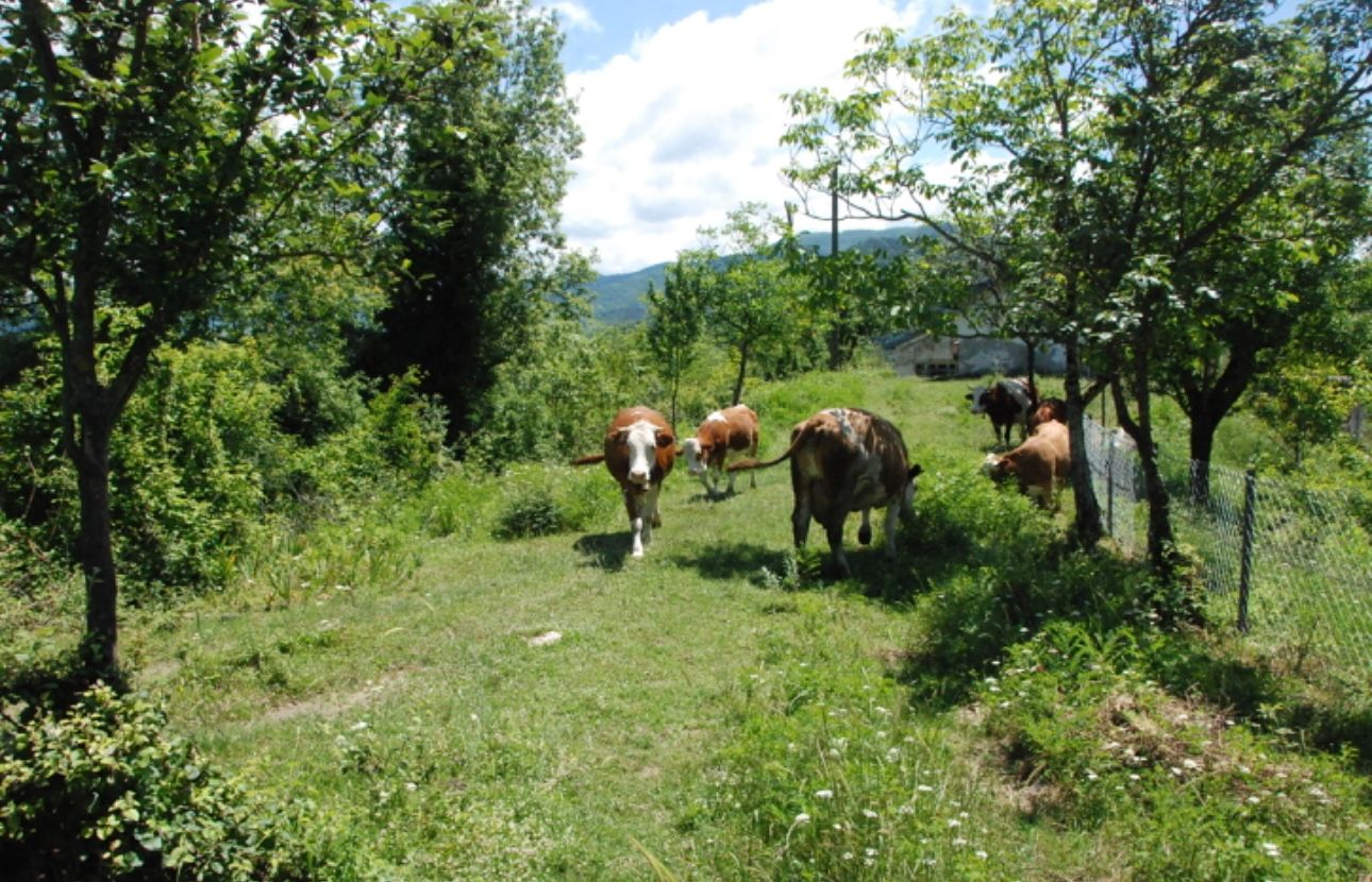Mudurnu'da iki köye şap karantinası