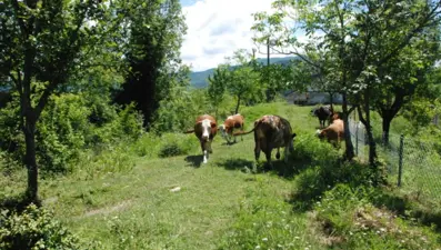 Mudurnu'da iki köye şap karantinası