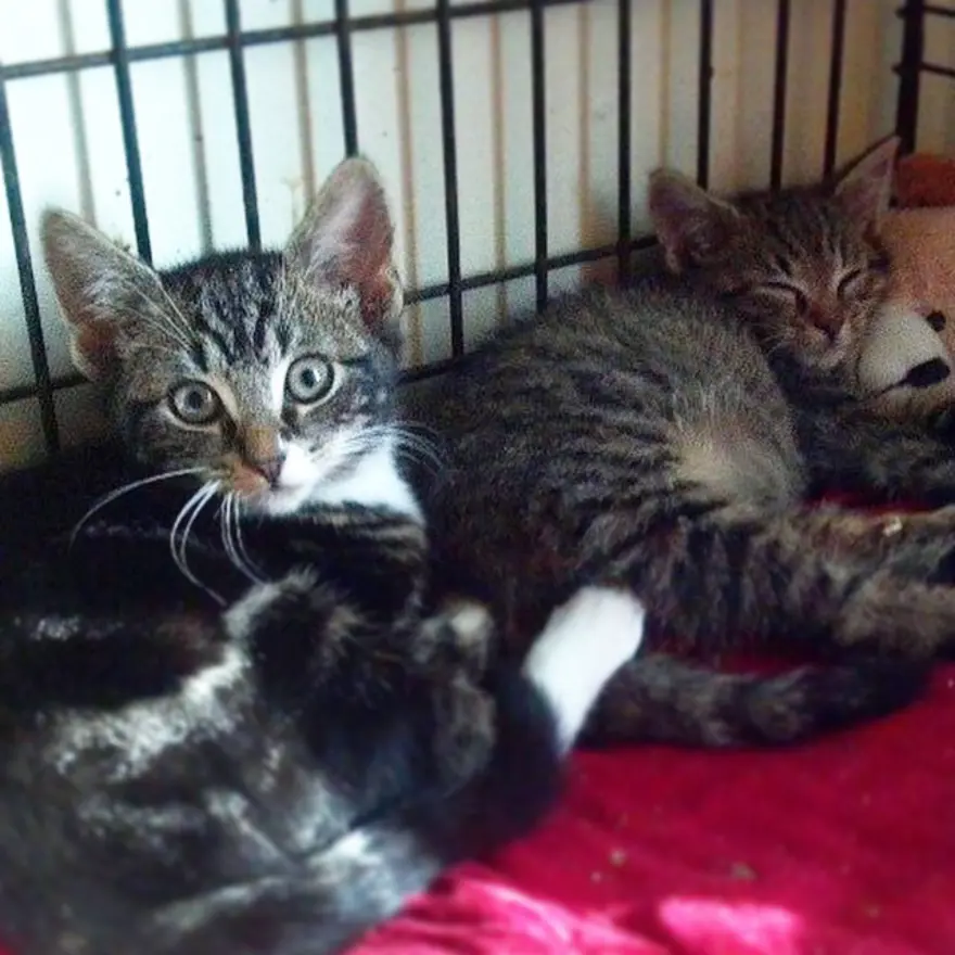 Hayatını kedileri kurtarmaya adadı 89