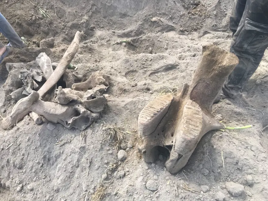 Kahramanmaraş'ta ekim için sürülen tarlada fil fosili bulundu 3