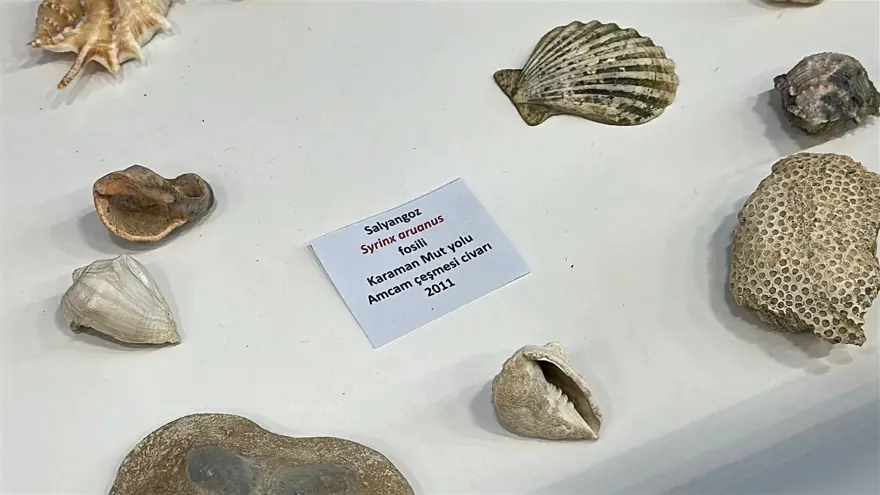 "FOSİL TOPLAMAK HEM EĞLENCELİ HEM ÖĞRETİCİ" 5 "FOSİL TOPLAMAK HEM EĞLENCELİ HEM ÖĞRETİCİ" 5