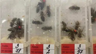 Sabiha Gökçen Havalimanı'nda 1240 canlı arı ele geçirildi