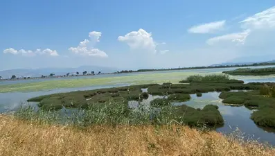 ''Ege müsilaj değil, farklı plankton türlerinin tehdidi altında''