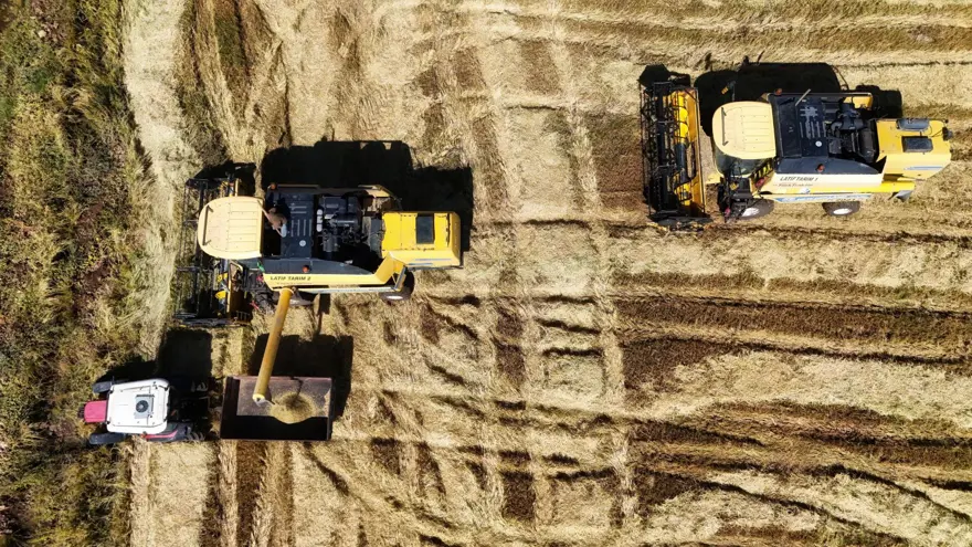 6 milyon lira maliyeti var: Hasadı 2 hafta sürecek 