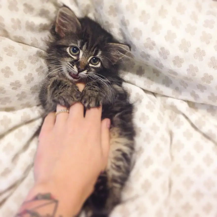 Hayatını kedileri kurtarmaya adadı 10