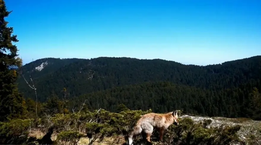 Fotokapana takılan yaban hayvanlarından belgesellik görüntüler 2
