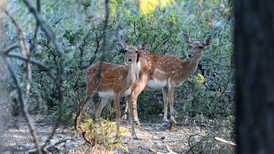 Yavru alageyik sayısı tüm zamanların en yükseğine ulaştı 4