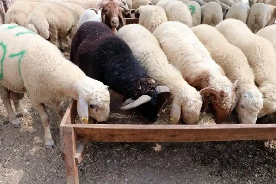 4 boynuzlu koç alıcısını bekliyor 6