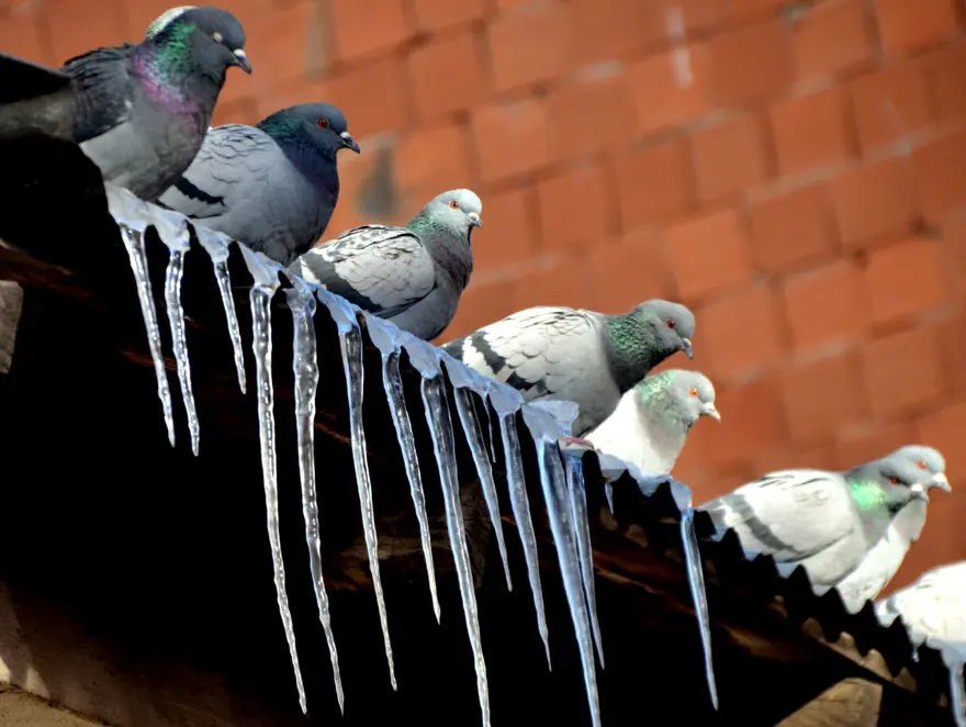 Kars’ta dondurucu soğuk: Hava sıcaklığı -12’ye düştü 10