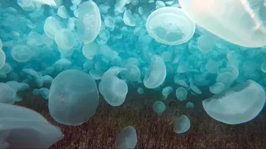 Çanakkale Boğazı'nda ürkütücü görüntü