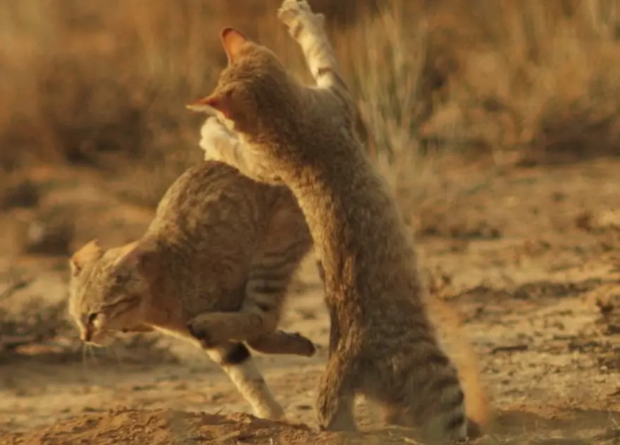 İnternetin yeni fenomenleri 33