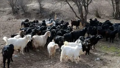 Çiçek hastalığı alarmı! 13 köyde hayvan hareketi durduruldu