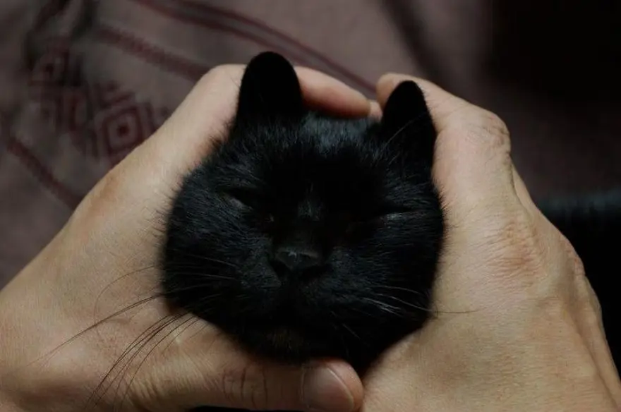 İnternetin yeni fenomenleri 119