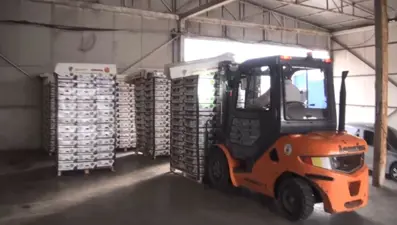 Marul kolilerinden uyuşturucu çıktı