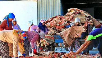 Güneşin altında pastel rengine kavuşuyor: Halı tarlasında hasat