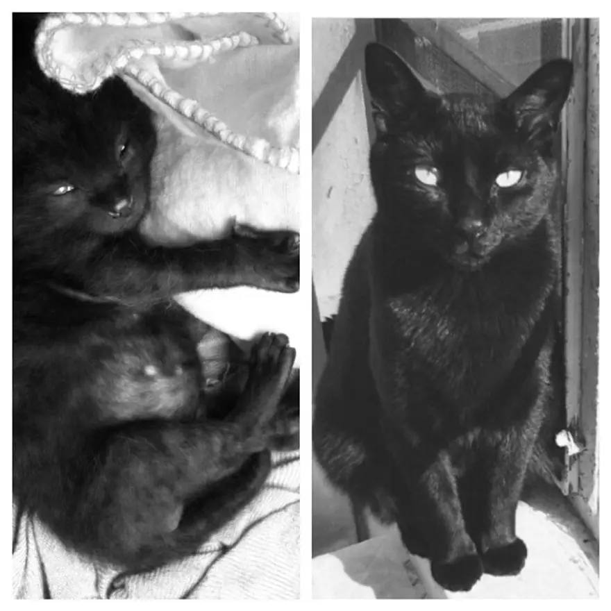 Hayatını kedileri kurtarmaya adadı 48