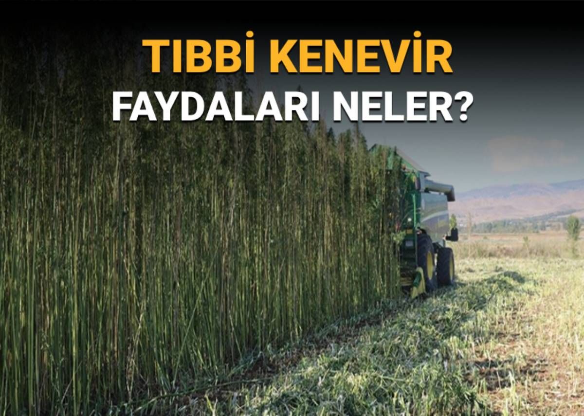 Artık eczanelerde satılabilecek: Tıbbi kenevir nedir, faydaları neler?