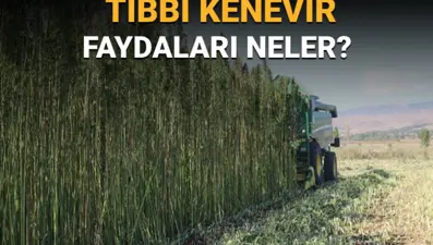 Artık eczanelerde satılabilecek: Tıbbi kenevir nedir, faydaları neler?