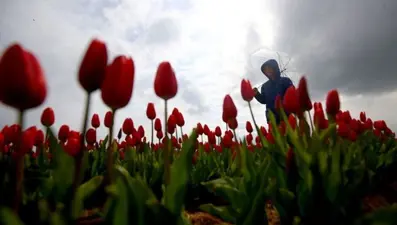 Turistler lale tarlasına akın etti
