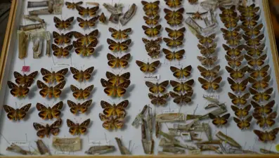 60 yıllık koleksiyon: 900 farklı tür, 1.2 milyon kelebek