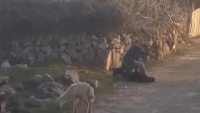 Koyuna eziyet eden kişi gözaltına alındı