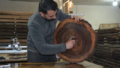 Asırlık ceviz ağaçlarına yeni hayat: Yakmak yerine sanata dönüştürüyor