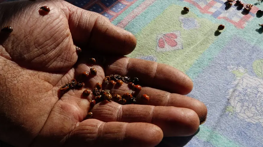 Rize'yi istila eden uğur böceklerinin sırrı ortaya çıktı 3