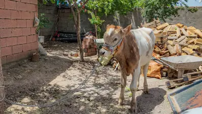 3 aylıkken ahırdan kaçan buzağı 9 ay sonra yakalandı