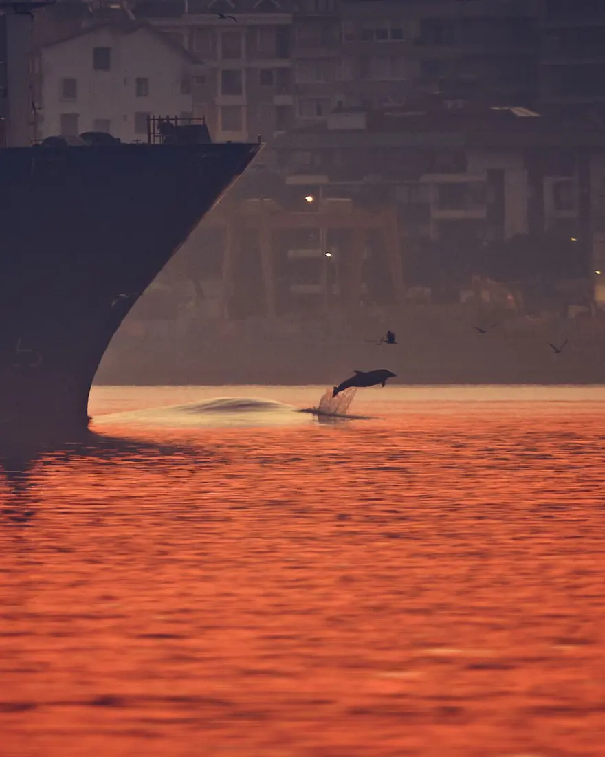İstanbul Boğazı'nda yunusların dansı 10 İstanbul Boğazı'nda yunusların dansı 10