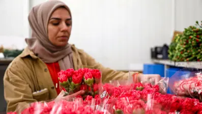 Sevgililer günü telaşı başladı: Antalya'dan 30 ülkeye çiçek ihracatı! En çok kırmızı karanfil satıldı
