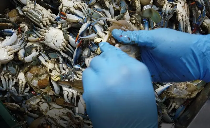 ERKEKLERİ AVLANIYOR 3